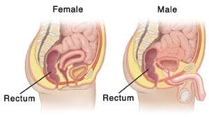 Rectum Insertion in Female & Male