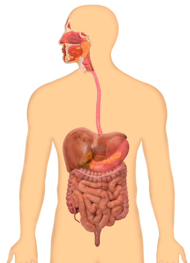 Digestion Process for Vegetable Capsules