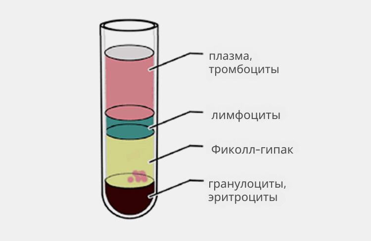 plasma, platelets